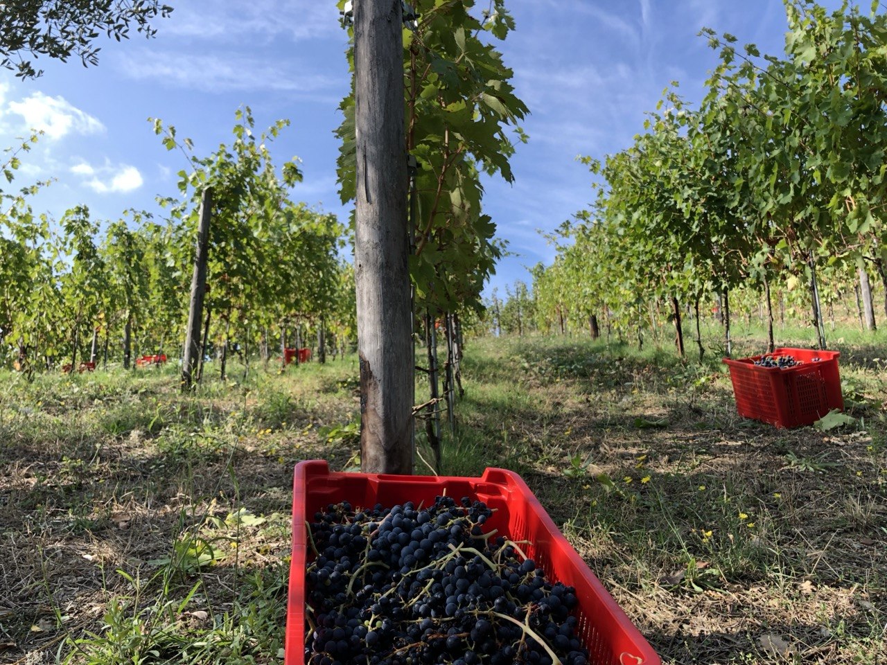 Vendemmia Santostasi — uva Aglianicone