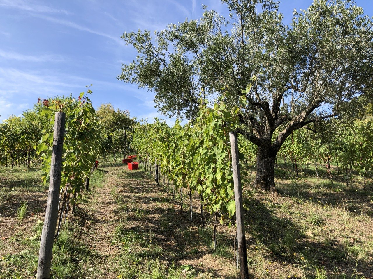 Il vigneto Santostasi — Cilento