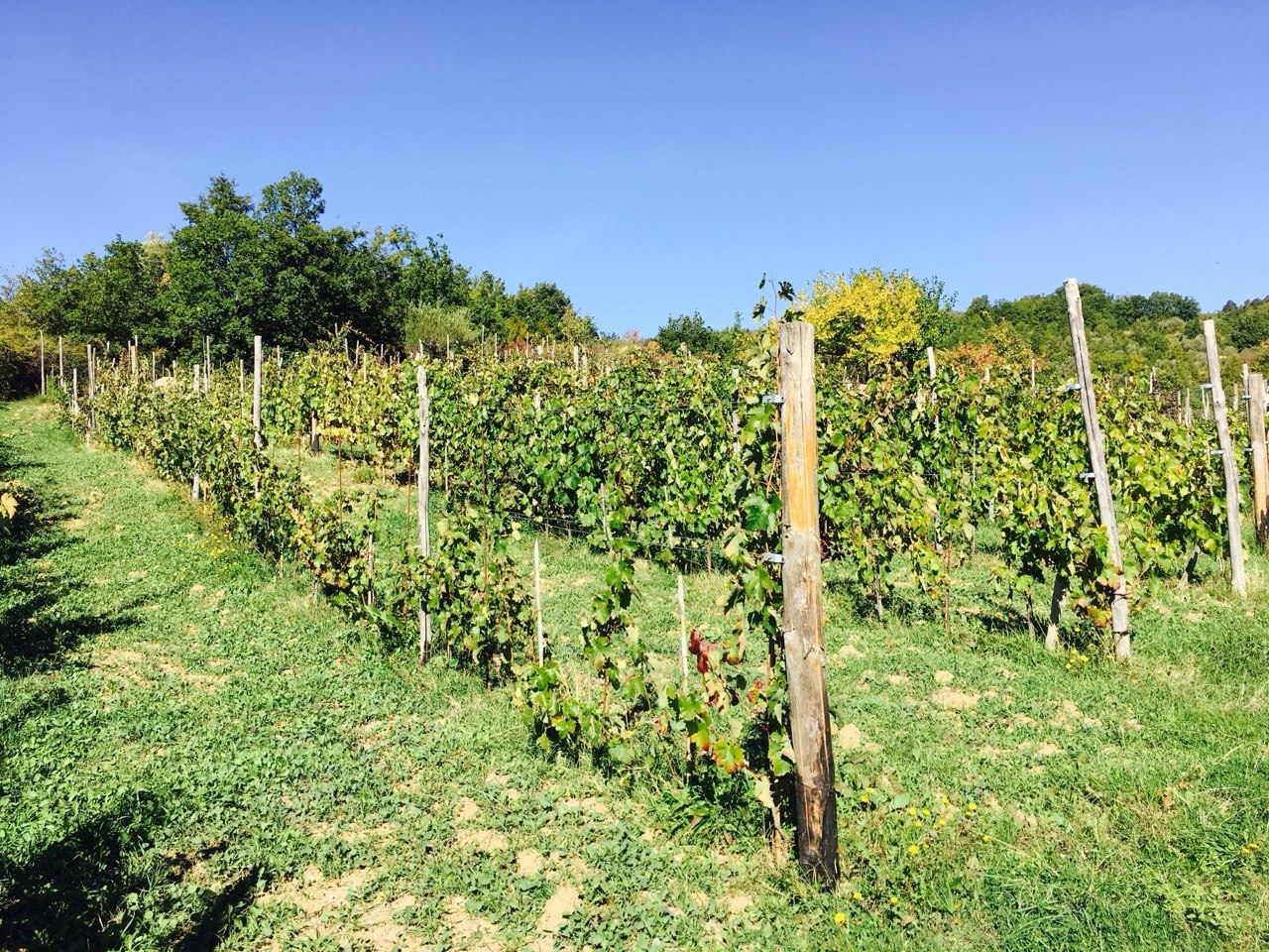 Filari Santostasi — Cilento